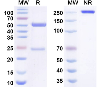 Lotivibart Human Monoclonal Antibody