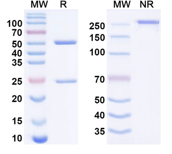 Drotokibart Human Monoclonal Antibody