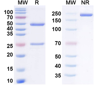 Sutacimig Human Monoclonal Antibody
