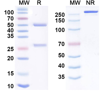 Lunlekitug Human Monoclonal Antibody