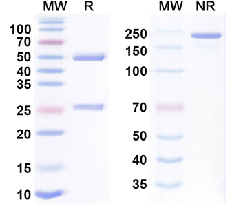 LILRB1/LILRB2 Human Monoclonal Antibody