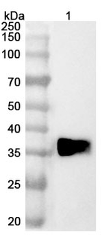 PD-L1/VEGF Human Monoclonal Antibody