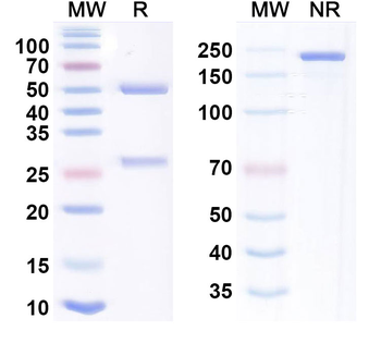 CD3/TPBG Human Monoclonal Antibody