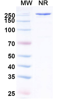 SARS-CoV-2 RBD Human Monoclonal Antibody