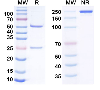 CD318/CDCP1 Human Monoclonal Antibody