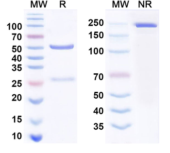CD213a1/IL13RA1 Human Monoclonal Antibody