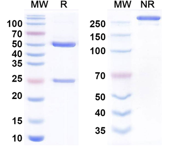 CCL5/RANTES Human Monoclonal Antibody
