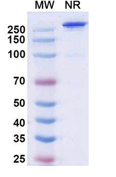 Palverafusp Alfa Human Monoclonal Antibody