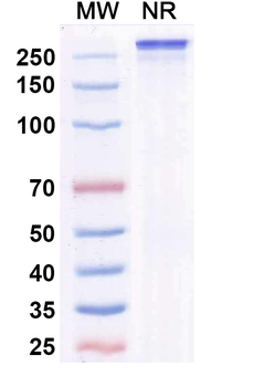 Ficerafusp Alfa Chimeric Monoclonal Antibody