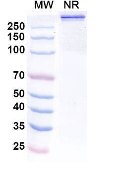 Ebribafusp Alfa Chimeric Monoclonal Antibody