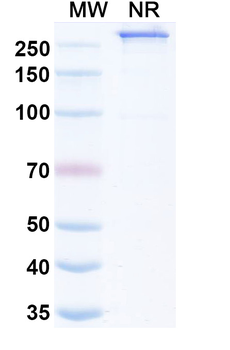 Amulirafusp Alfa Chimeric Monoclonal Antibody
