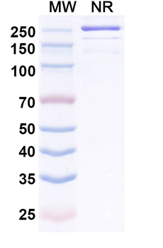 Trosunilimab Chimeric Monoclonal Antibody