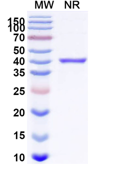 Pegrizeprument Chimeric Monoclonal Antibody