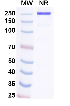Pacibekitug Human Monoclonal Antibody