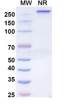 Mipletamig Human Monoclonal Antibody