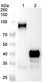 Mipletamig Human Monoclonal Antibody