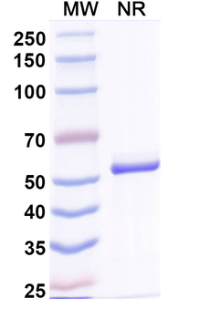 Gocatamig Monoclonal Antibody
