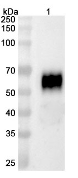 Dalmitamig Human Monoclonal Antibody