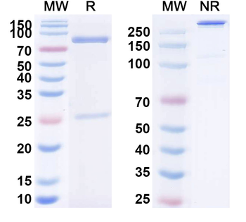 Cugrastomig Human Monoclonal Antibody