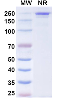 Comekibart Human Monoclonal Antibody