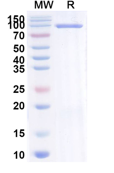 Brivekimig Monoclonal Antibody