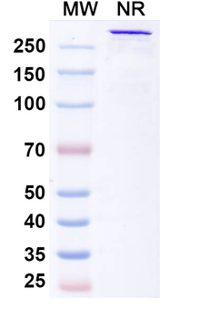 Bexatamig Human Monoclonal Antibody