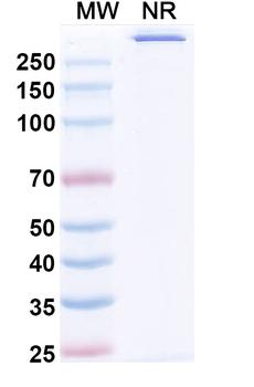 Avitotamig Human Monoclonal Antibody
