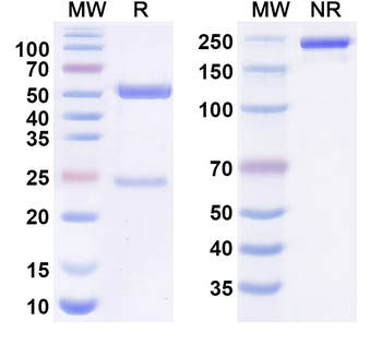 IL38/IL1F10 Human Monoclonal Antibody