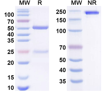 IL38/IL1F10 Human Monoclonal Antibody