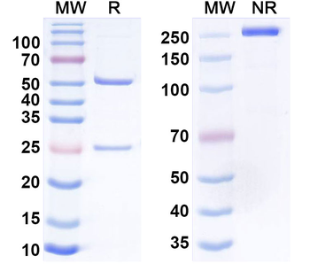 CD133/PROM1 & CD3E Bispecific Human Monoclonal Antibody