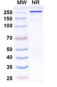 Traxivitug Human Monoclonal Antibody