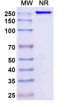 Sipavibart Human Monoclonal Antibody