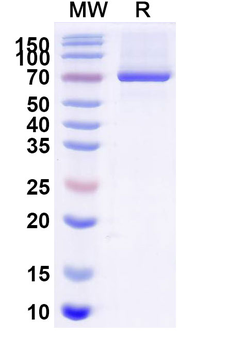 Lunsekimig Human Monoclonal Antibody