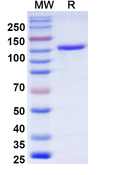 Human 4-1BB/TNFRSF9/CD137 & PD-L1 Bispecific Reference Antibody (Enristomig, RUO)