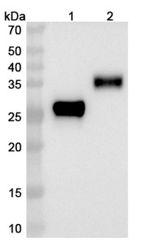 Human 4-1BB/TNFRSF9/CD137 & PD-L1 Bispecific Reference Antibody (Enristomig, RUO)