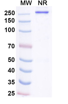 Human PABPC1 Reference Antibody (Alextatug, RUO)