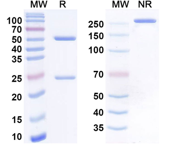 CD335/NCR1/NKp46 Human Monoclonal Antibody