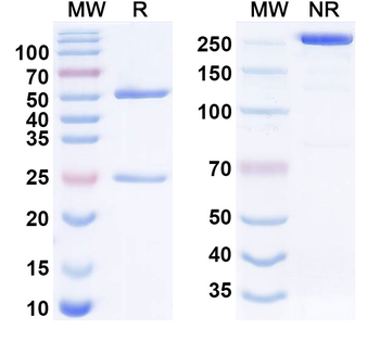IL31 Human Monoclonal Antibody