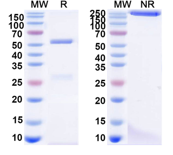 REBOV/SEBOV/TAFV/ZEBOV GP/Envelope glycoprotein Human Monoclonal Antibody
