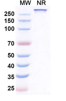 Sotiburafusp Alfa Human Monoclonal Antibody
