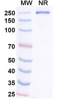 Vamikibart Human Monoclonal Antibody