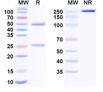 Trabikibart Human Monoclonal Antibody