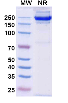 Rademikibart Human Monoclonal Antibody