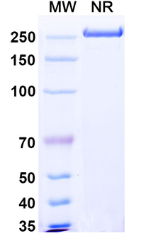 Lafuvitug Human Monoclonal Antibody