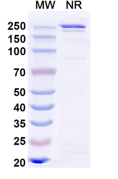 Influenza A Virus Hemagglutinin Human Monoclonal Antibody