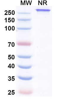 Melredableukin Alfa Human Monoclonal Antibody
