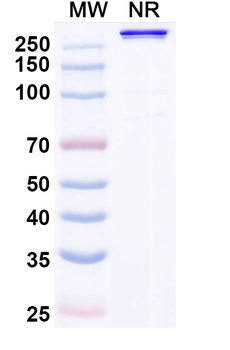 Eramkafusp Alfa Chimeric Monoclonal Antibody