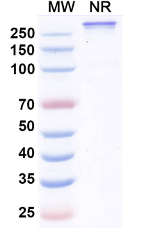 Retlirafusp Alfa Human Monoclonal Antibody