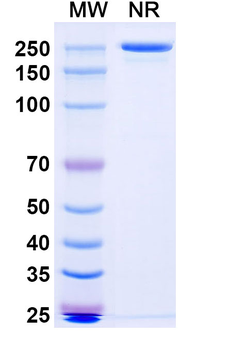 SARS-CoV-2 RBD Human Monoclonal Antibody