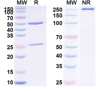 CD162/SELPLG/PSGL-1 Human Monoclonal Antibody